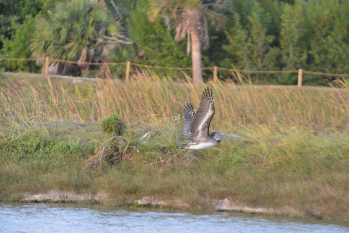 Braunpelikan - ML646909745