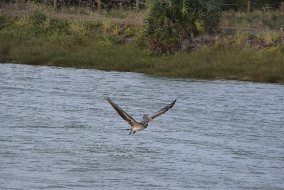 Braunpelikan - ML646909746