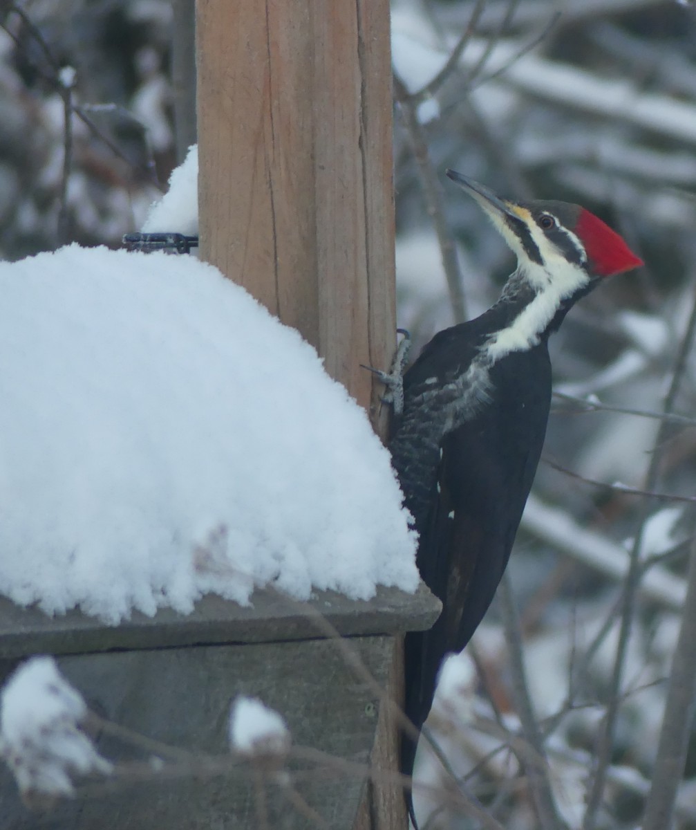 Pileated Woodpecker - ML646909749