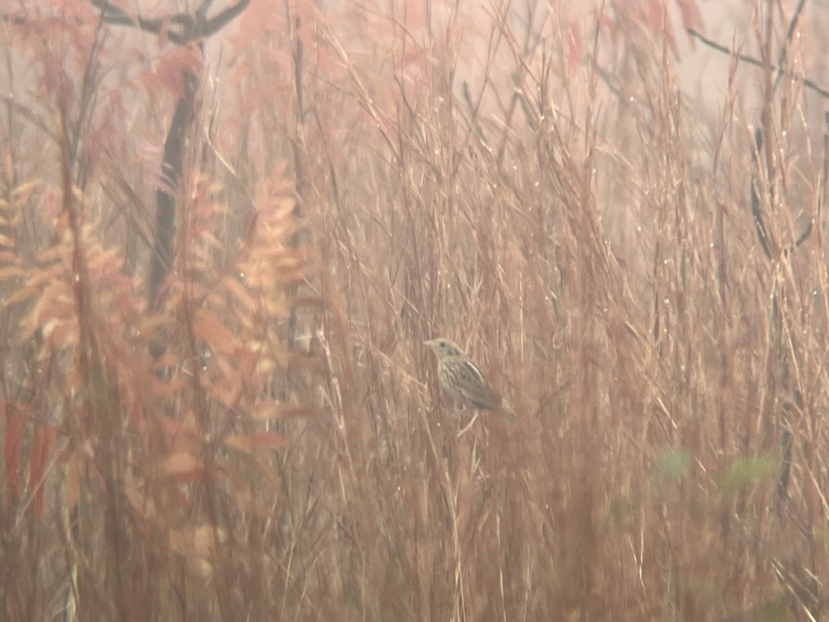 LeConte's Sparrow - ML646909750