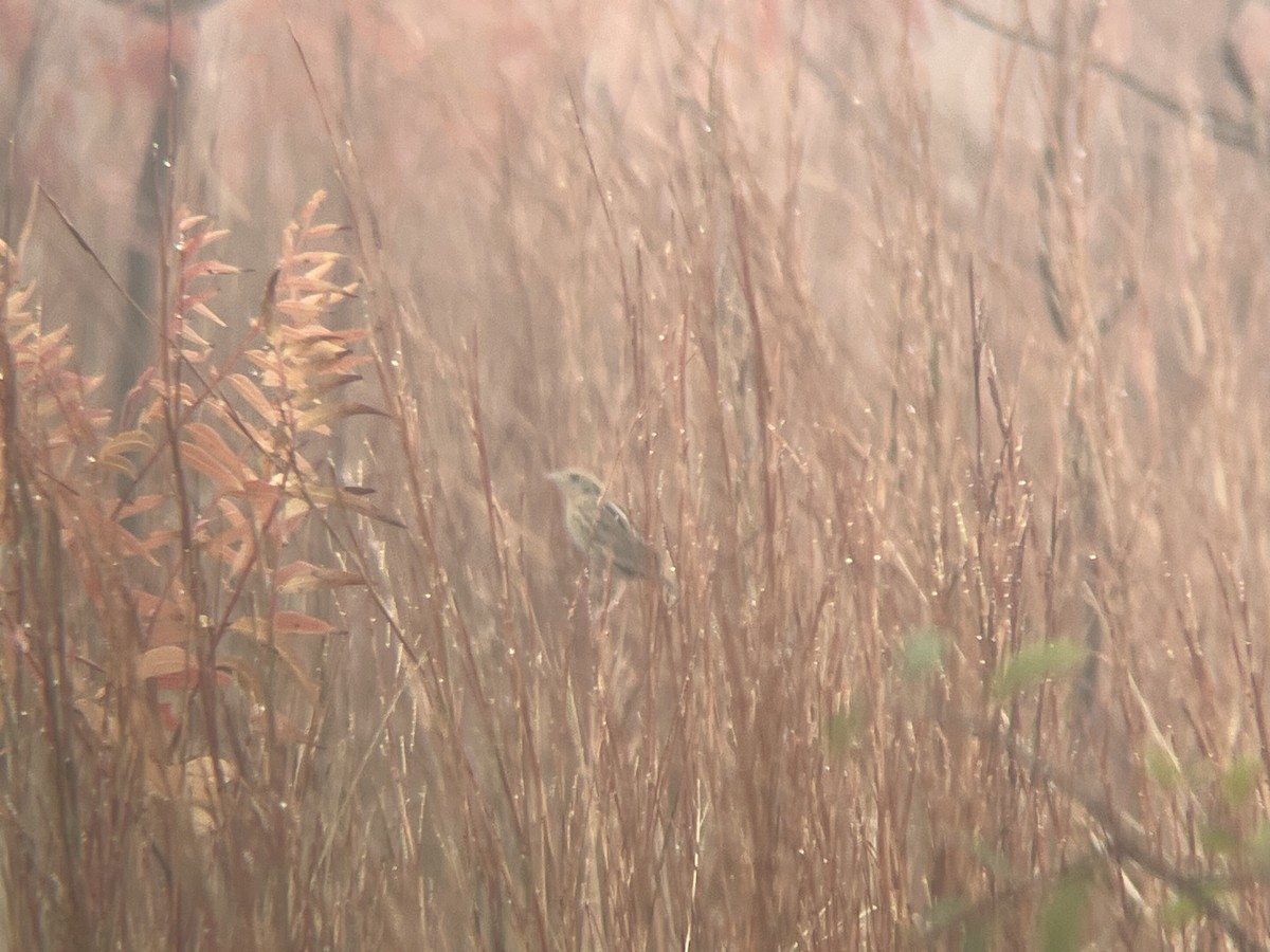 LeConte's Sparrow - ML646909751