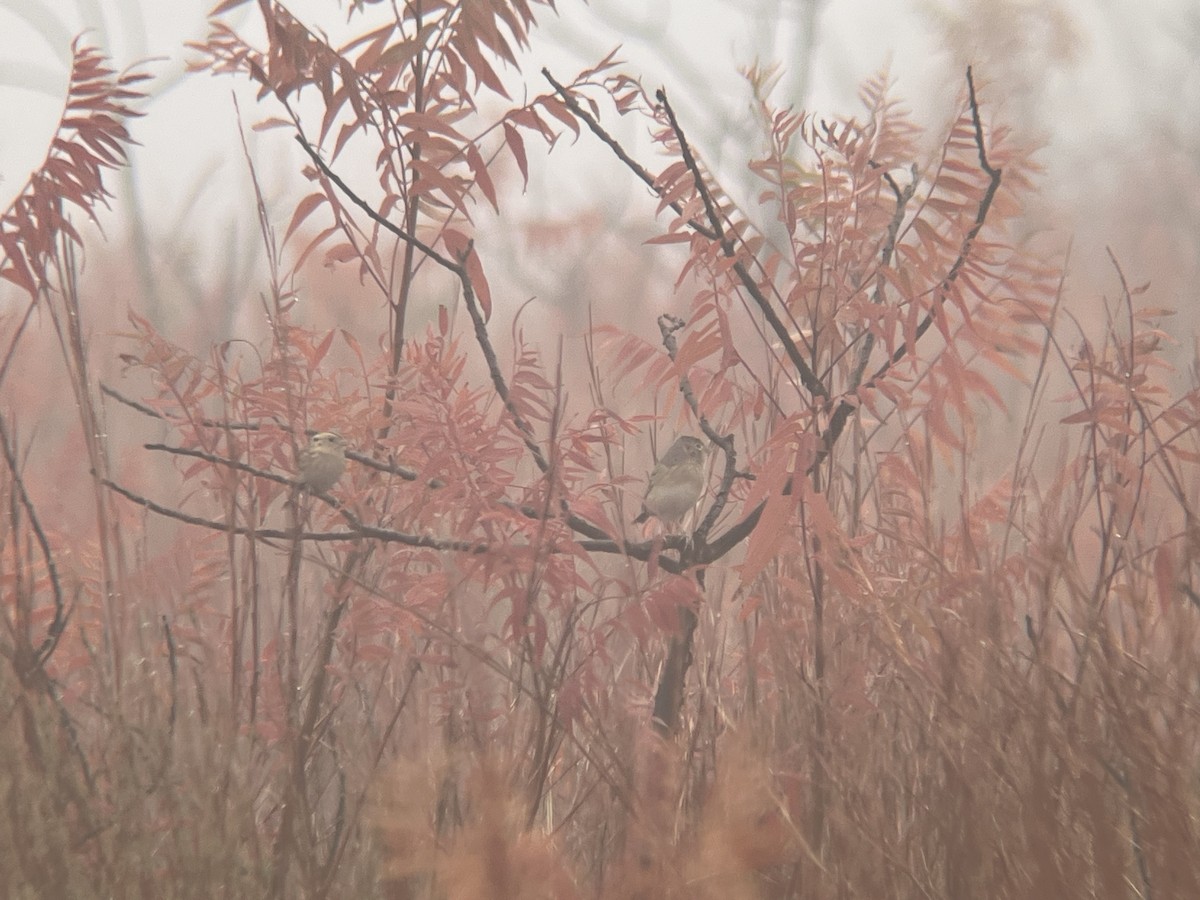 LeConte's Sparrow - ML646909752