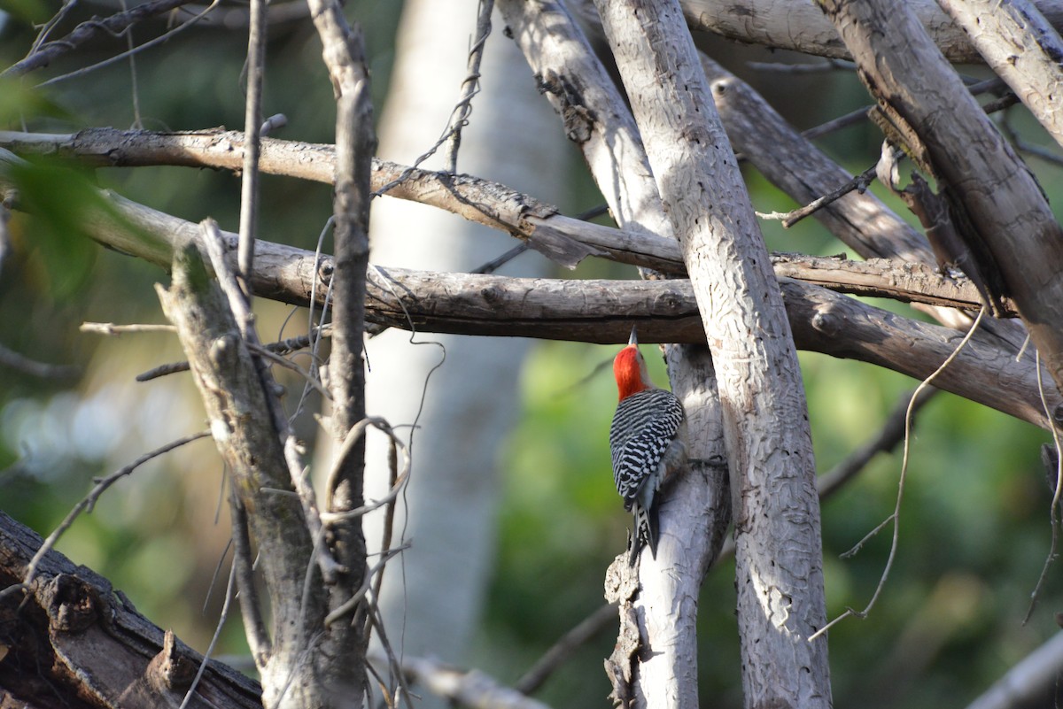 Carolinaspecht - ML646909764