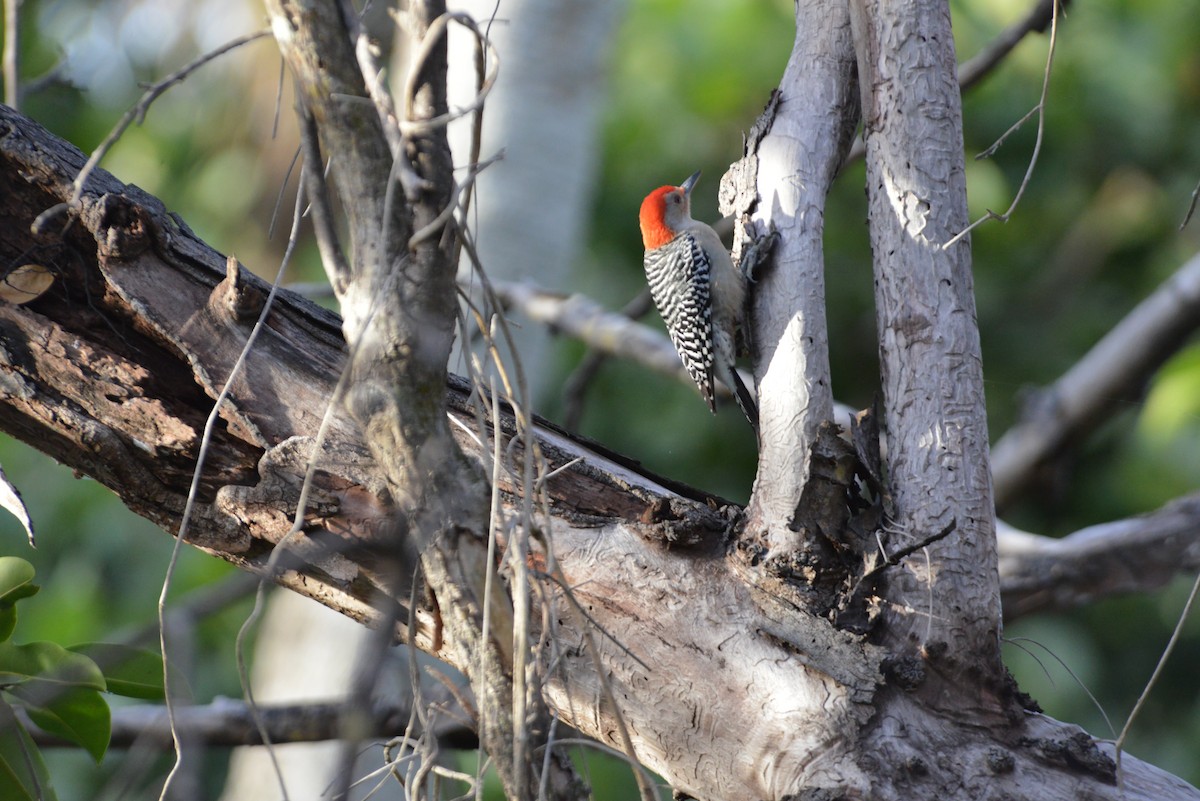 Carolinaspecht - ML646909765