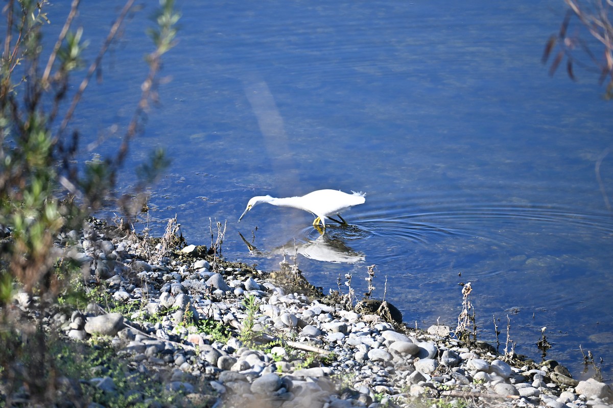 Aigrette neigeuse - ML646909773