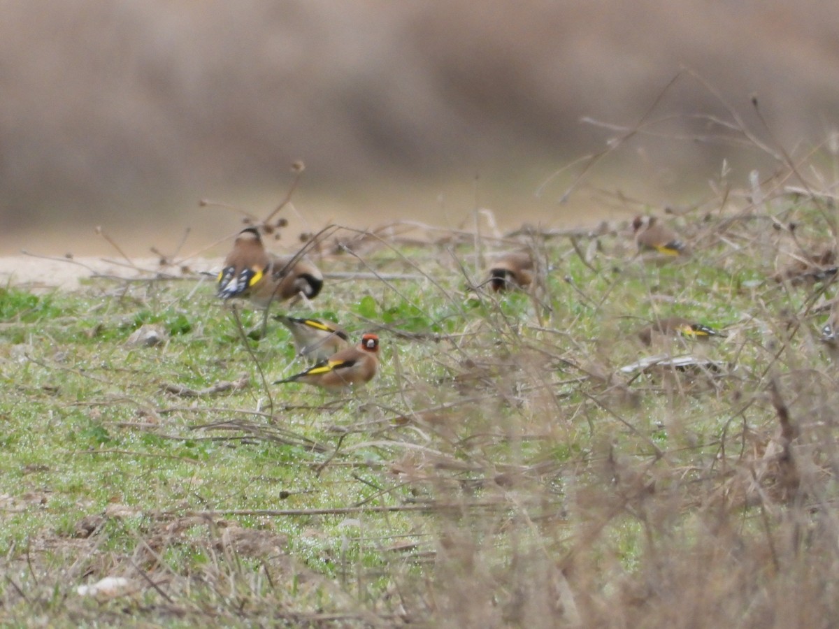 ゴシキヒワ - ML646909774