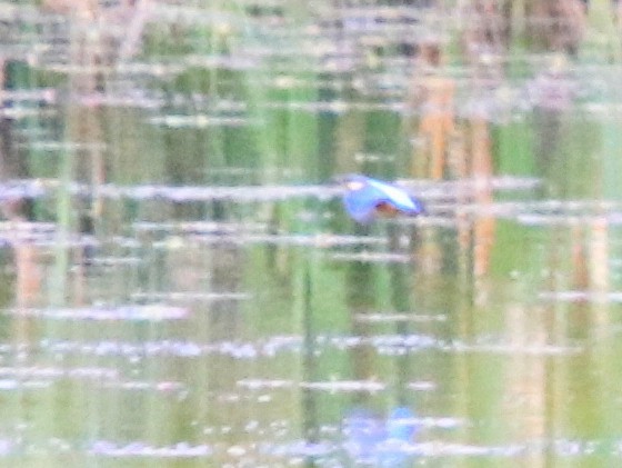 Common Kingfisher - ML646909778