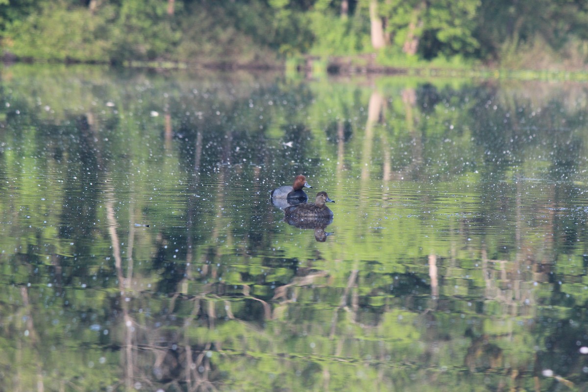 Попелюх американський - ML646909779