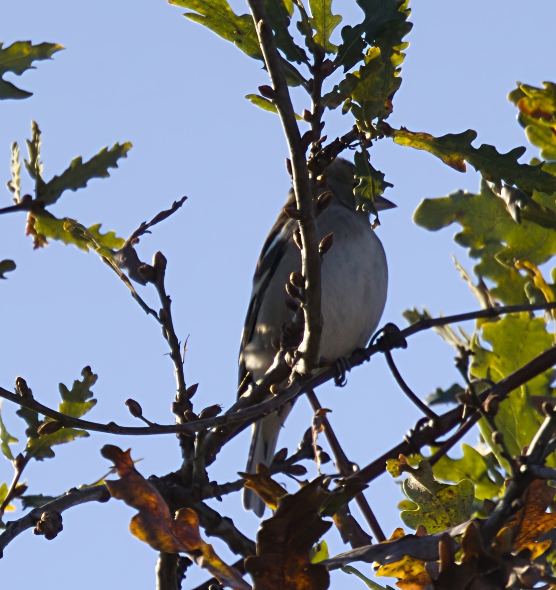 פרוש מצוי - ML646909781