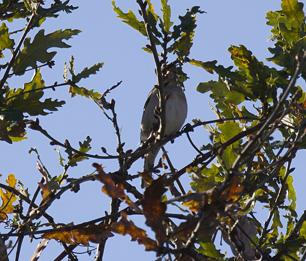 פרוש מצוי - ML646909782
