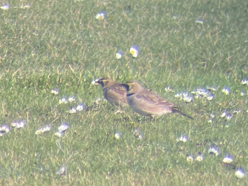 Horned Lark - ML646909783