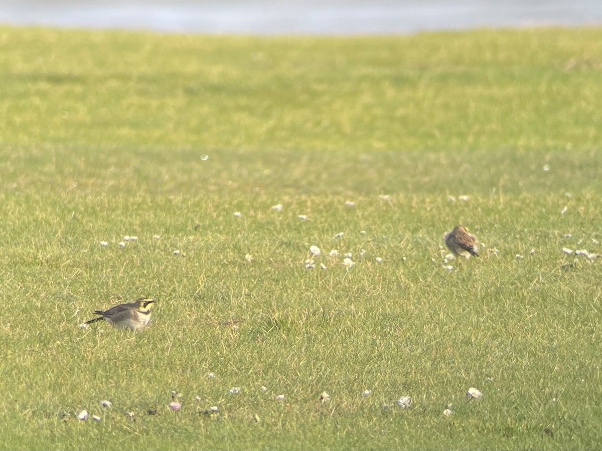 Horned Lark - ML646909784