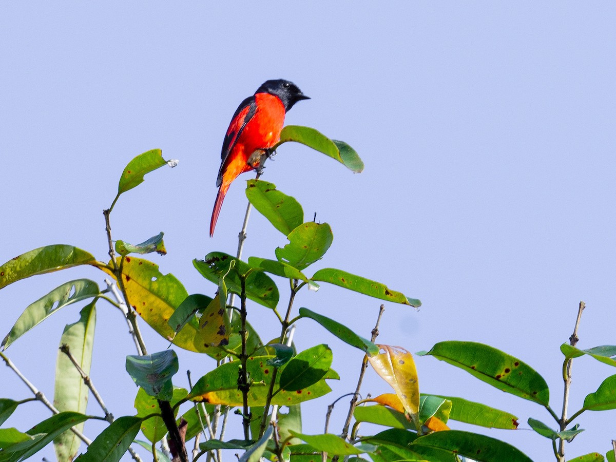 Short-billed Minivet - ML646909785