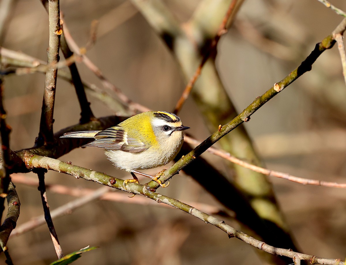 Красноголовый королёк - ML646909786