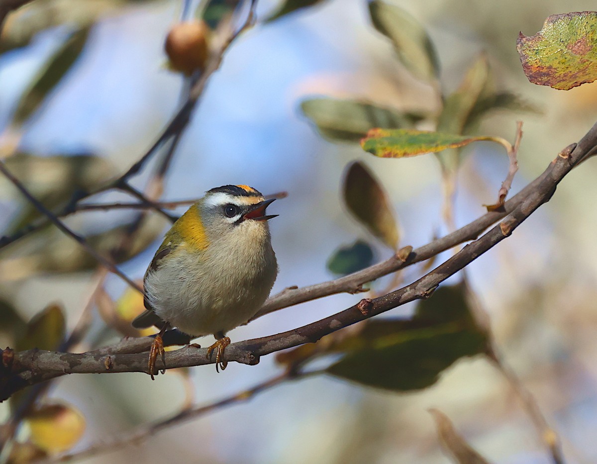 Красноголовый королёк - ML646909797