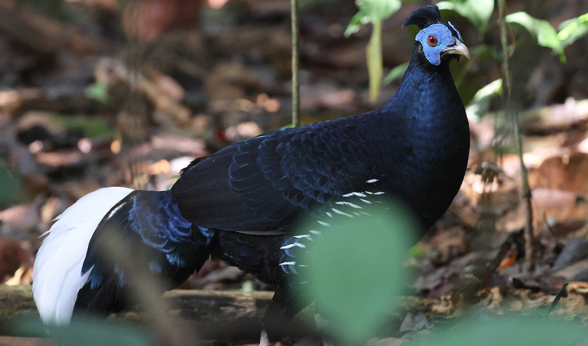 Malayan Crested Fireback - ML646909798