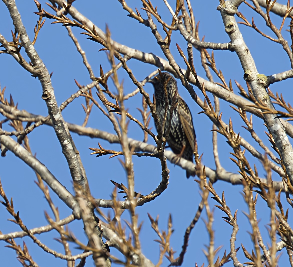 זרזיר מצוי - ML646909802