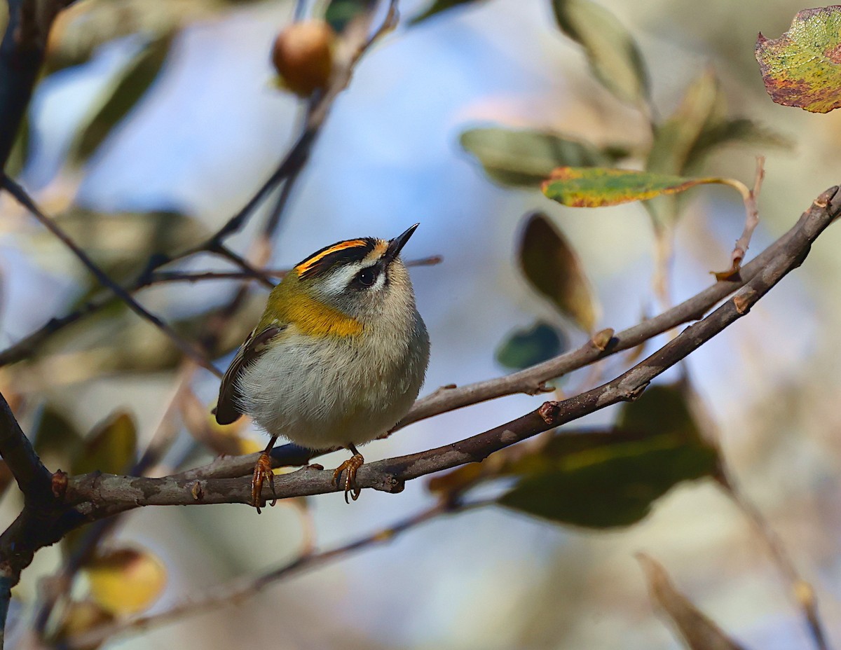 Красноголовый королёк - ML646909805