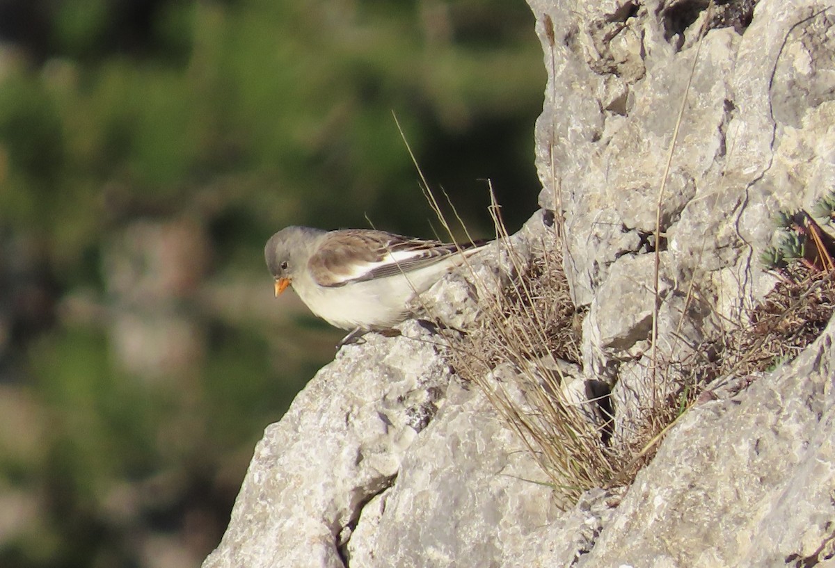 White-winged Snowfinch - ML646909807