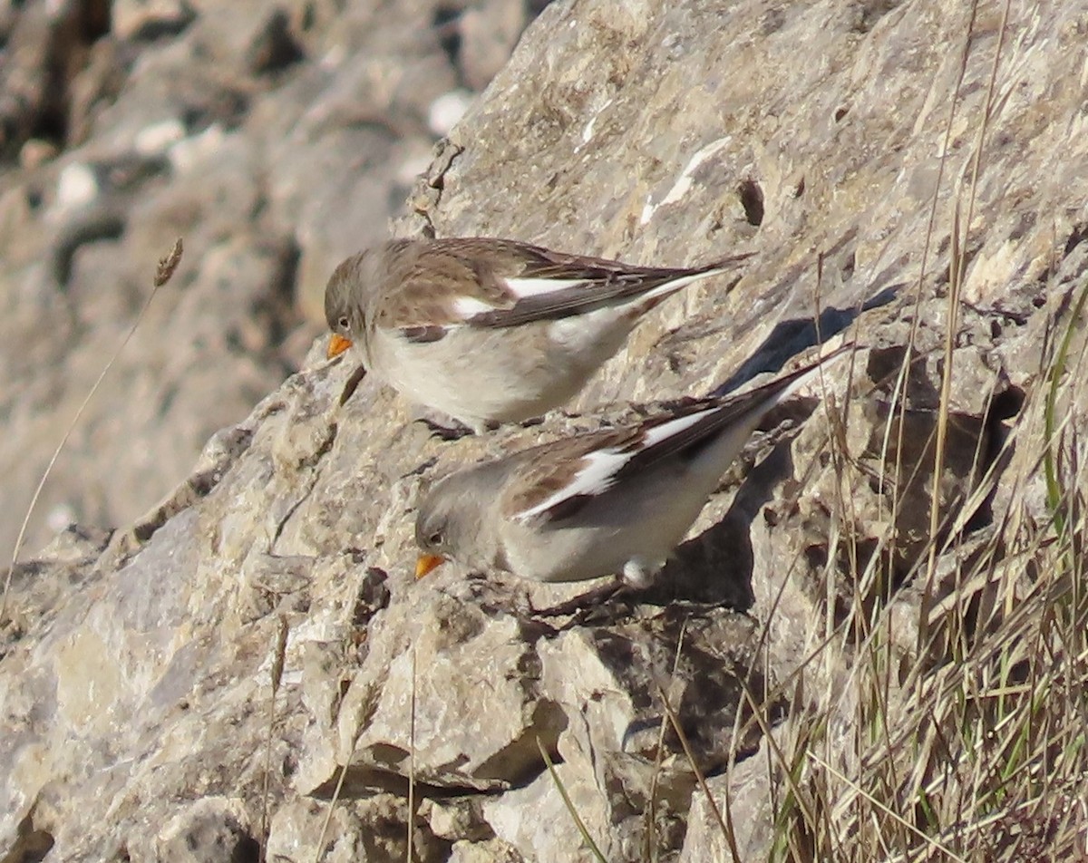 White-winged Snowfinch - ML646909808