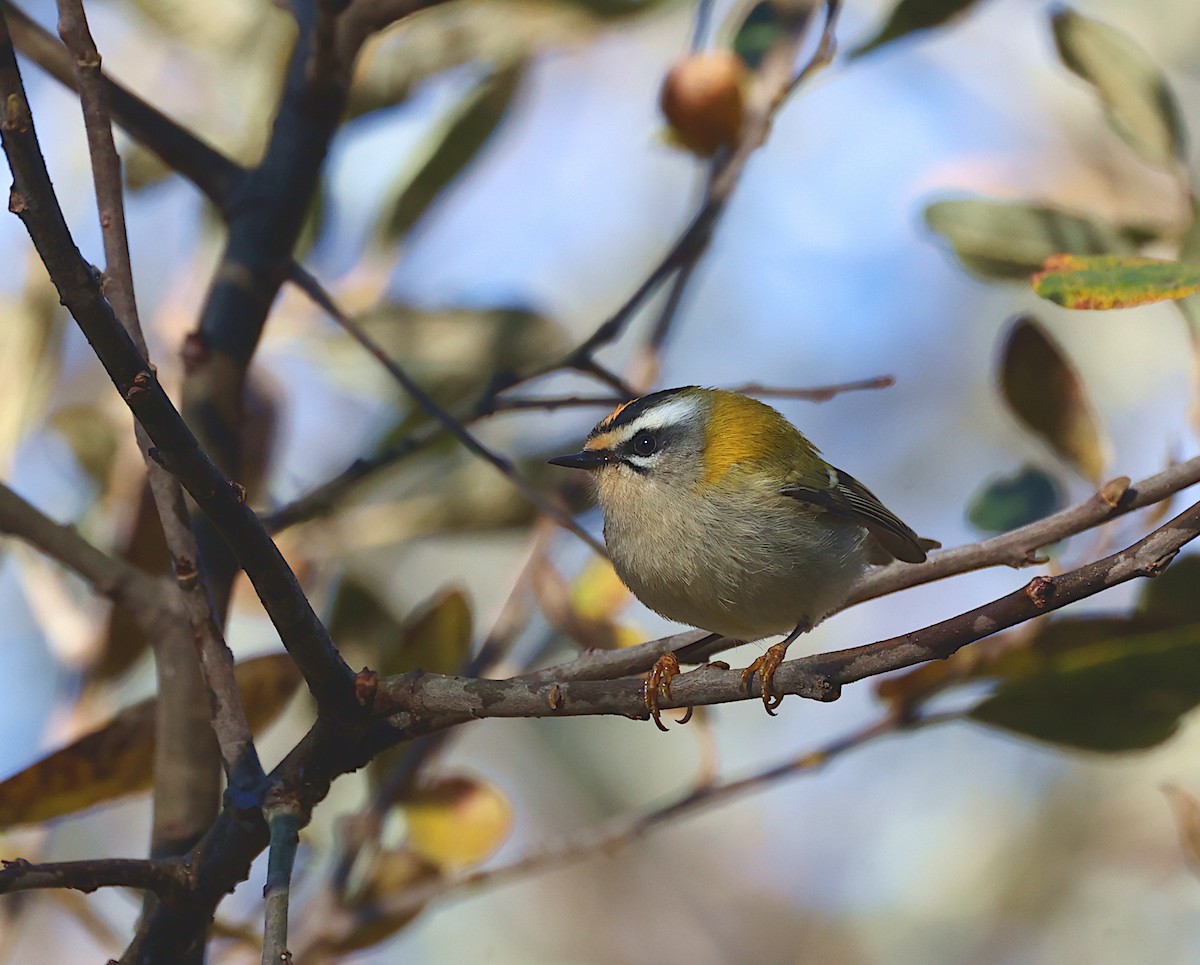 Красноголовый королёк - ML646909809