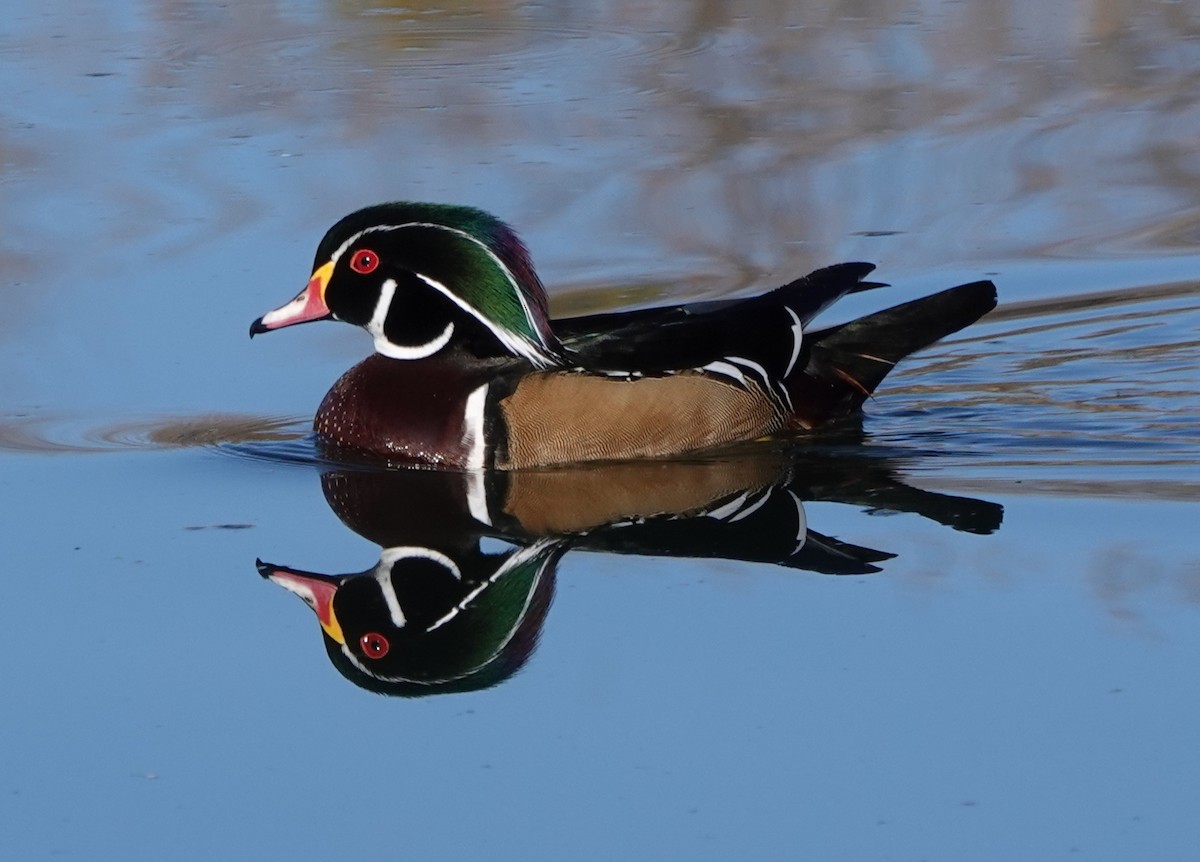 kachnička karolínská - ML646909812