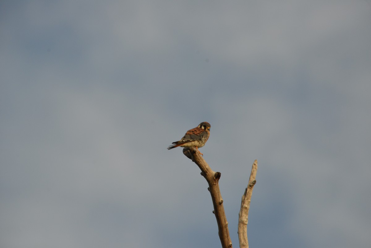 Buntfalke - ML646909813