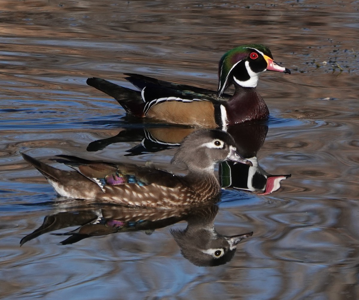 kachnička karolínská - ML646909814