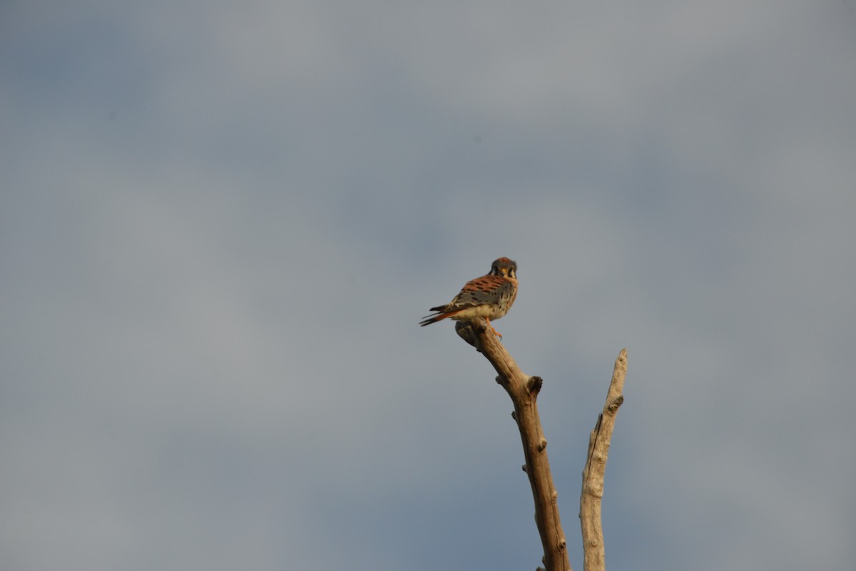 Buntfalke - ML646909815