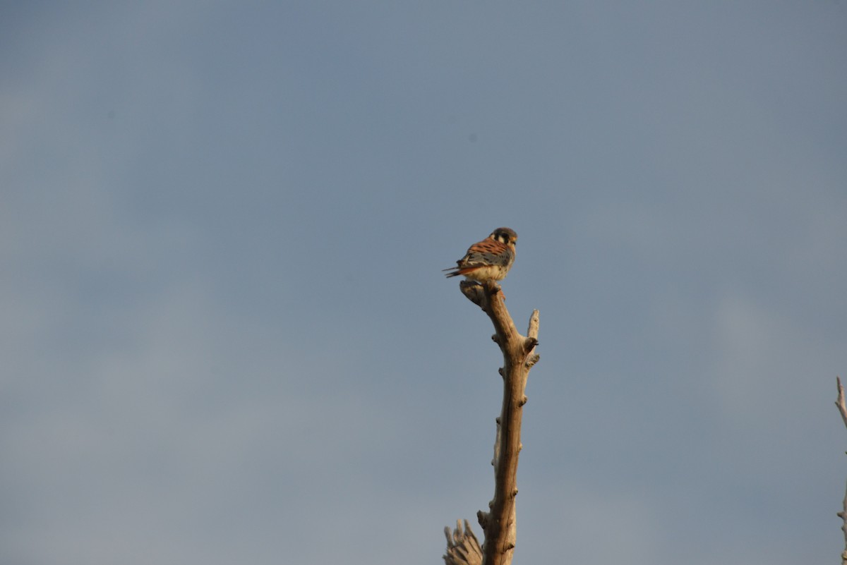 Buntfalke - ML646909816