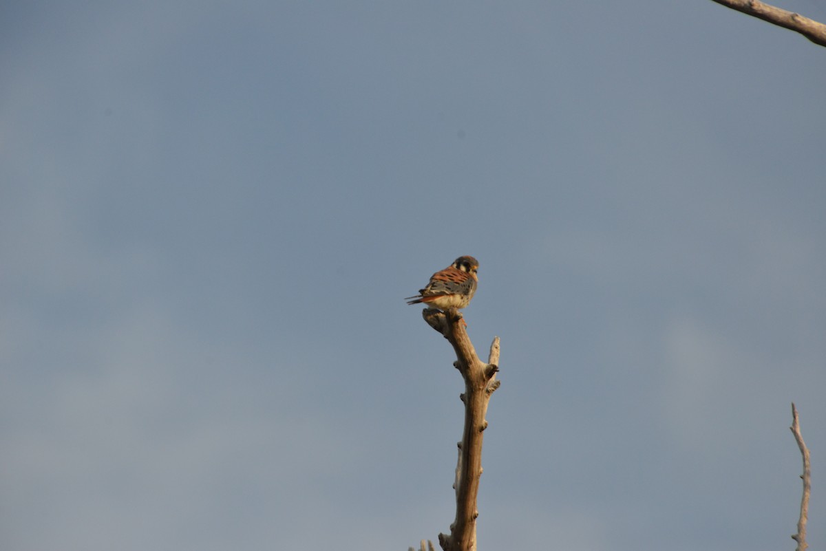 American Kestrel - ML646909817
