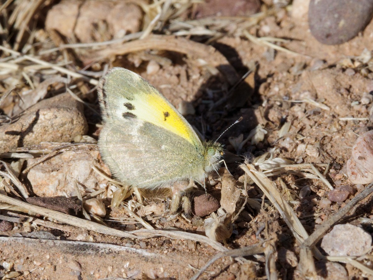 Dainty Sulphur - ML646909818