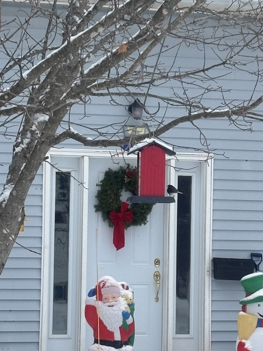 Dark-eyed Junco - ML646909832