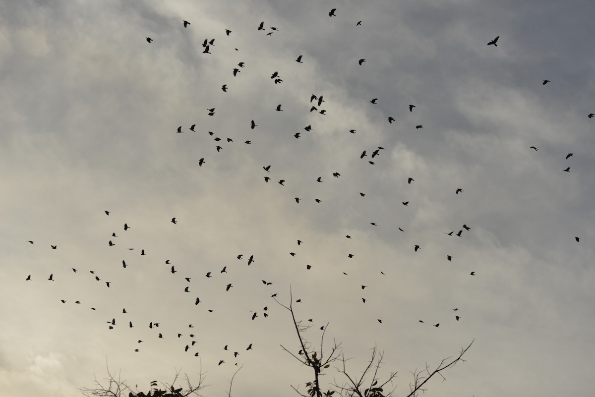 Fish Crow - ML646909836