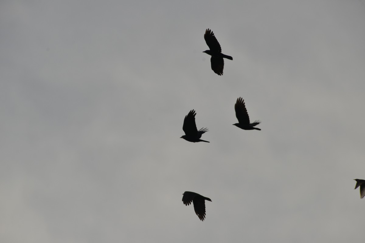 Fish Crow - ML646909837