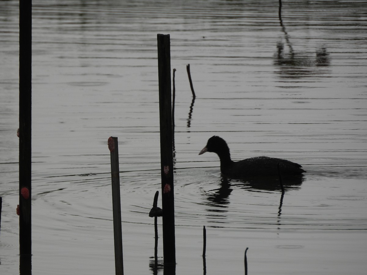 オオバン - ML646909838