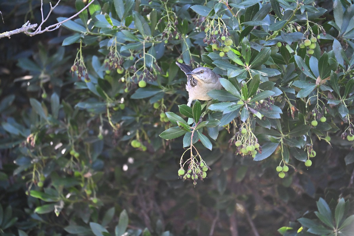 Moqueur polyglotte - ML646909842