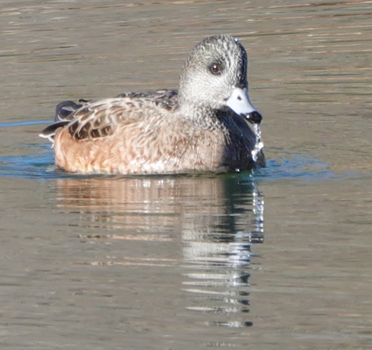 hvízdák americký - ML646909843