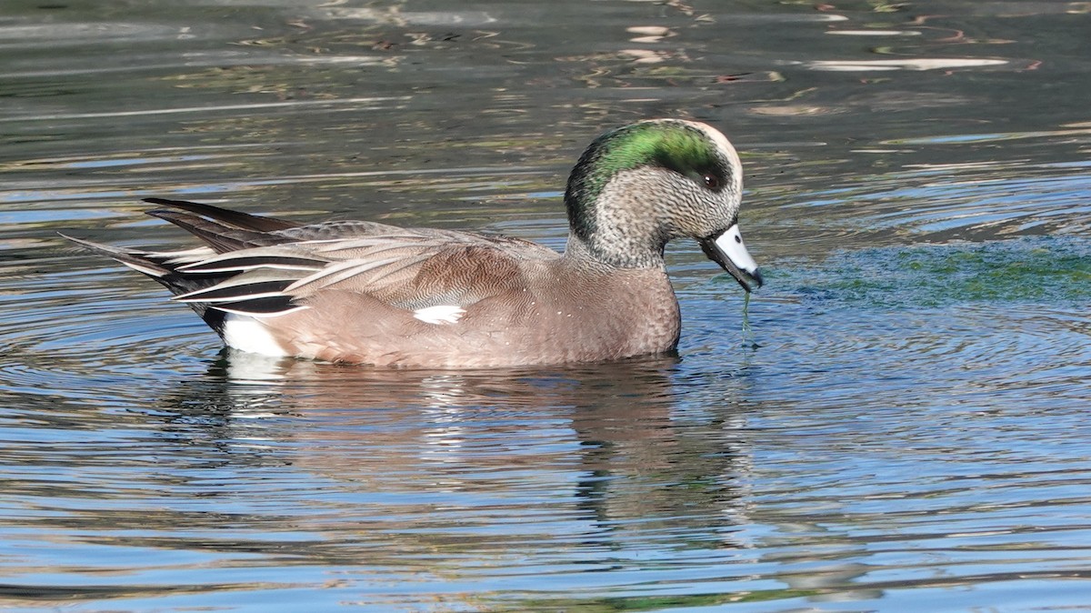 hvízdák americký - ML646909844