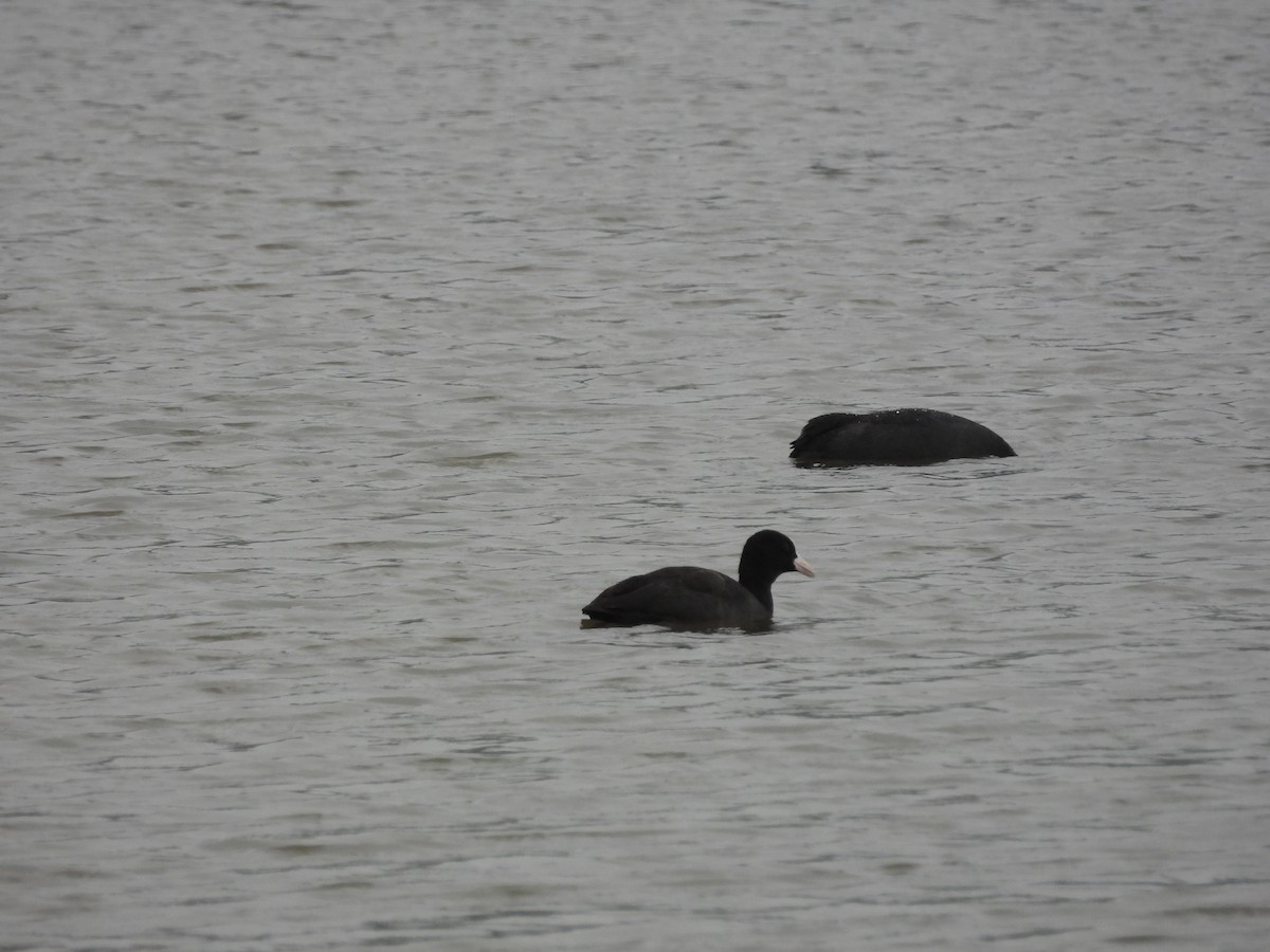 オオバン - ML646909846