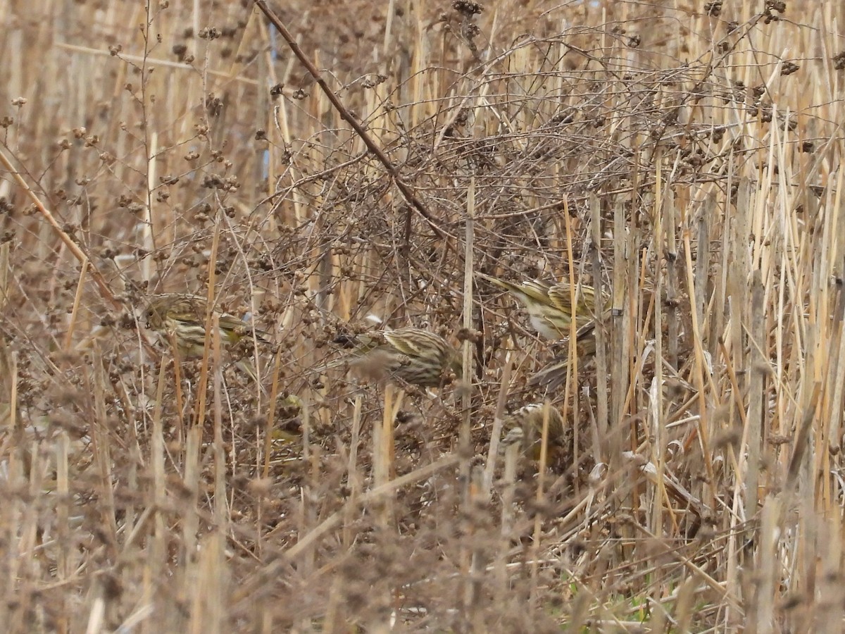 Txirriskila arrunta - ML646909847