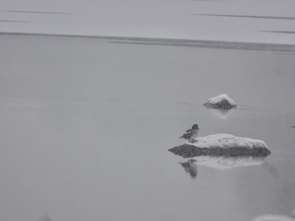 Common Goldeneye - ML646909851