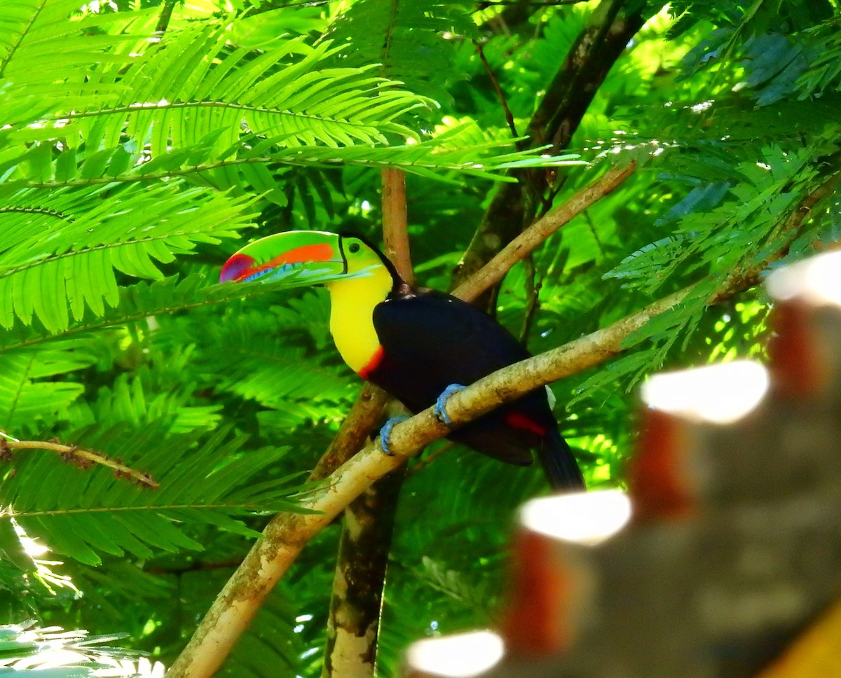 Green Honeycreeper - ML646909853