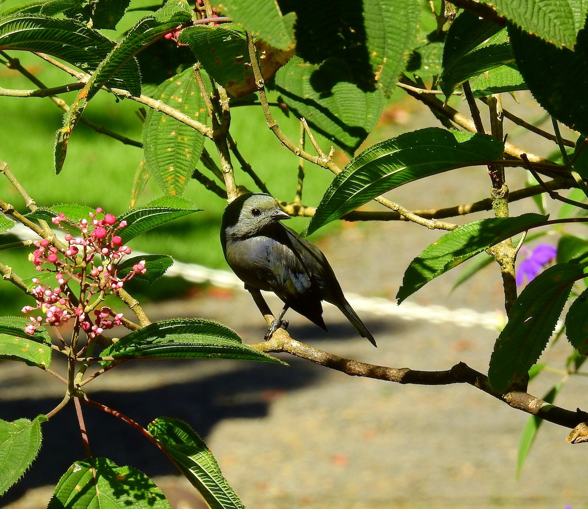 Green Honeycreeper - ML646909854