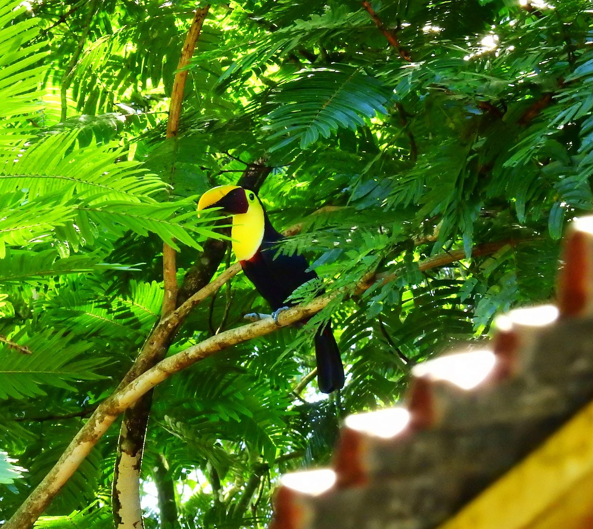 Тукан жовтошиїй - ML646909855