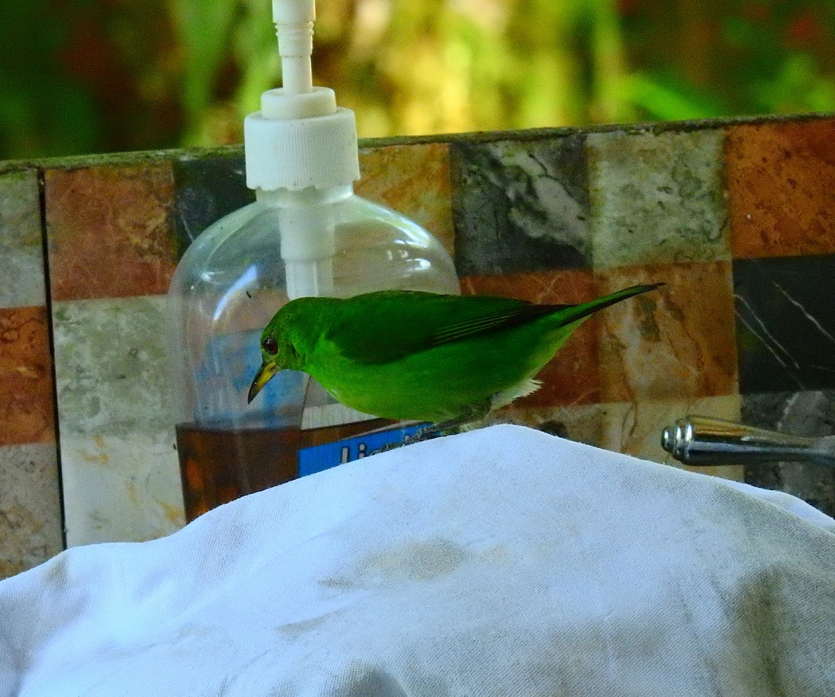 Green Honeycreeper - ML646909856