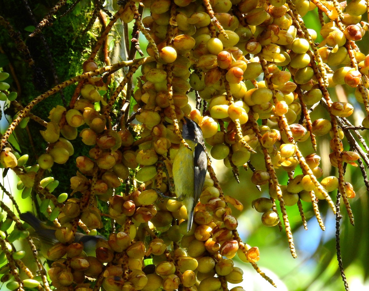 Green Honeycreeper - ML646909857