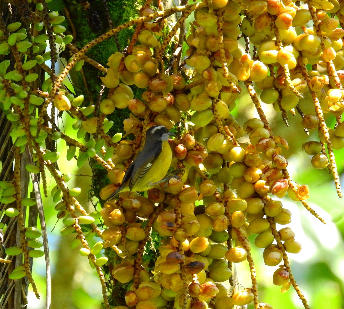 Green Honeycreeper - ML646909858