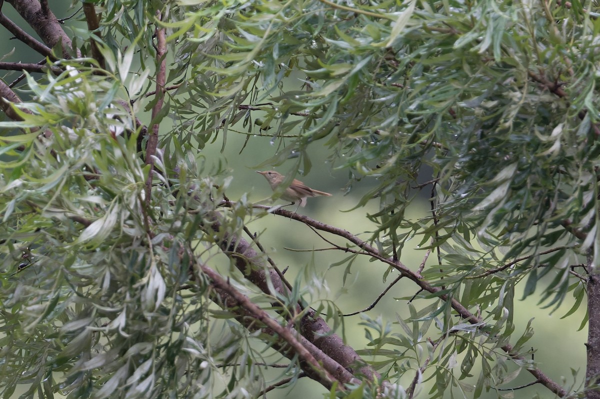 Acrocephalus sp. - ML646909859