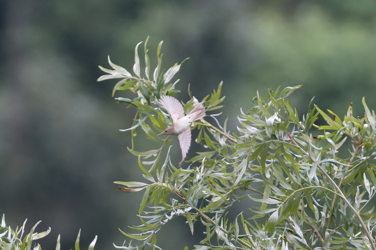 Acrocephalus sp. - ML646909860